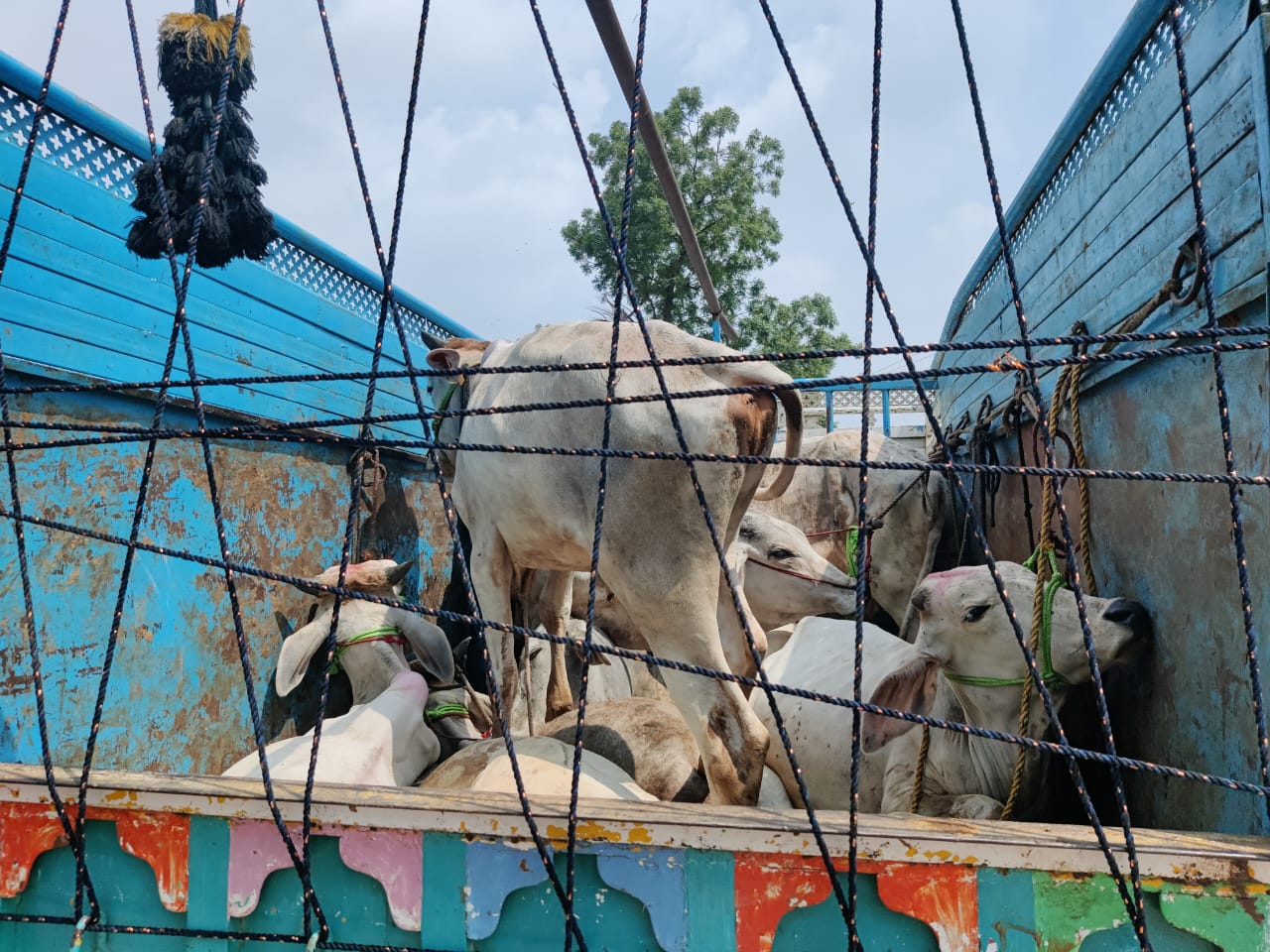 बड़वानी कोतवाली की बड़ी कार्यवाही गोवंश परिवहन करते पिकअप जप्त, 12 गोवंश कराये मुक्त, 03आरोपी गिरफ्तार