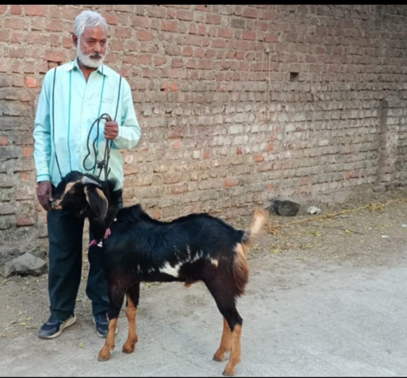 प्रतापगढ़ में मिला कुदरती करिश्मा बकरे की पीठ पर लिखा "अल्लाह", लाखों तक पहुंची कीमत जिसने भी देखा आश्चर्य में पड़ गया