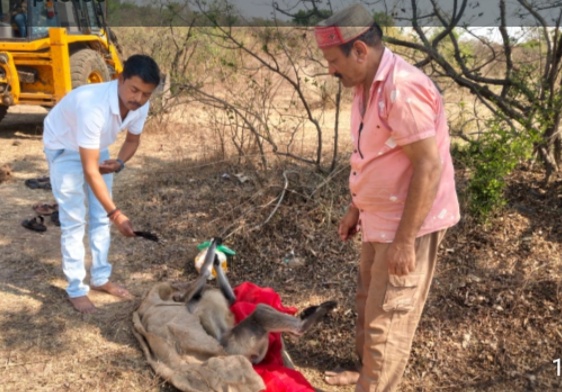 नालछा गांव में बंदर की मृत्युः होने पर किया अंतिम संस्कार