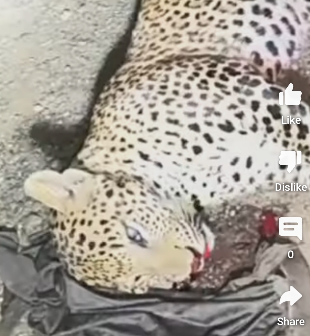 बडवानी बायपास पर  वाहन दुर्घटना में चीते की मौत  मौके पर प्रशासन मौजूद कल  होगा  पोस्ट मार्डम