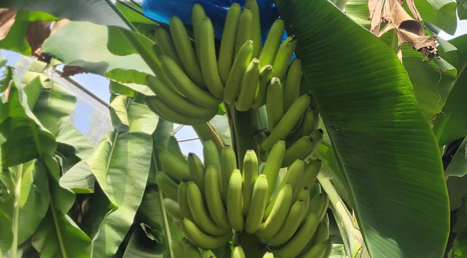 बडवानी केले की एक्सपोर्ट क़वालीटी के लिए किसानों की एक दिवसीय कार्यशाला का आयोजन 15 अक्टूबर को होटल जलसा में  रखा गया है अधिक से अधिक किसान इसका लाभ लेवे*