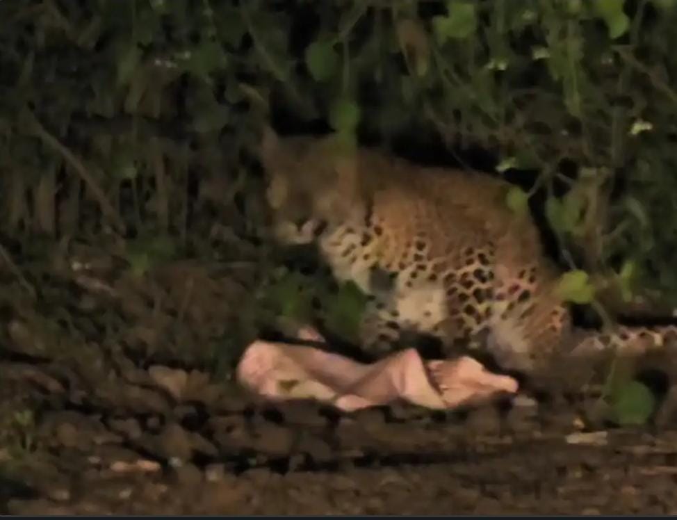 कुक्षी डही में आबादी क्षेत्र में झाड़ियों के पास दिखा तेंदुआ, चालक ने कार के अंदर से बनाया वीडियो, वन विभाग करेगा सर्चिग*